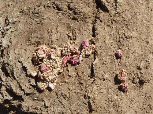 GDMBR: Two Old Poops - Javelina Poop on top of Cow Poop.